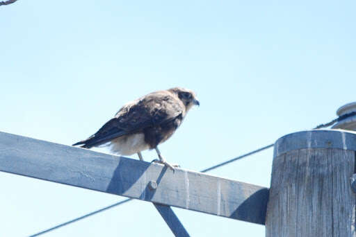 Image of Brown Falcon