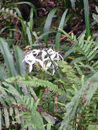 Image de Crinum americanum L.