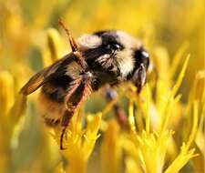 Image of Bombus vancouverensis Cresson 1879