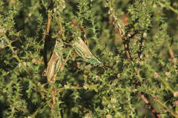 Image of Melanoplus thomasi Scudder & S. H. 1897