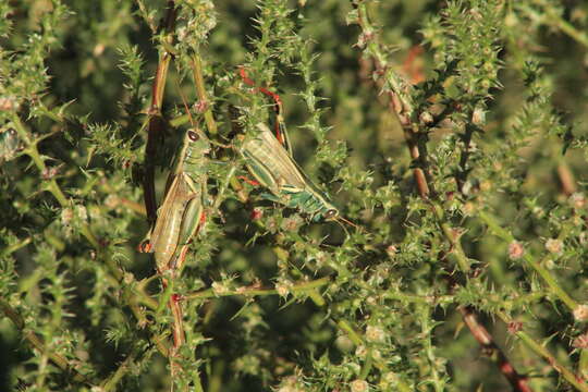 Image of Melanoplus thomasi Scudder & S. H. 1897