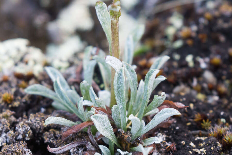 Antennaria friesiana (Trautv.) Ekman resmi