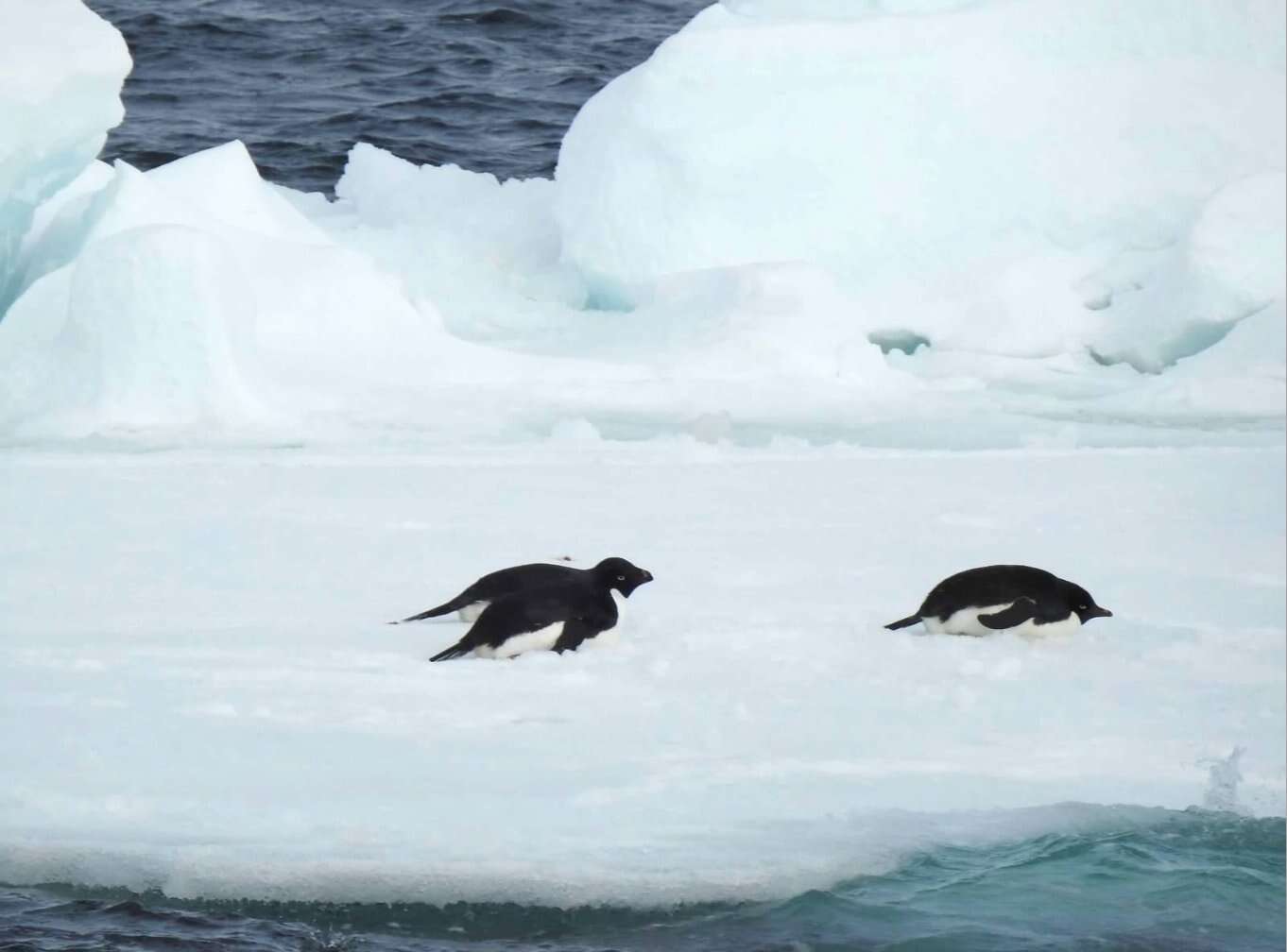 Image of Adelie Penguin