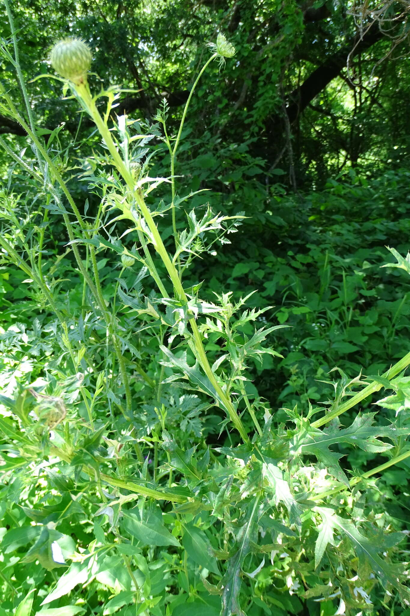 Cirsium engelmannii Rydb.的圖片