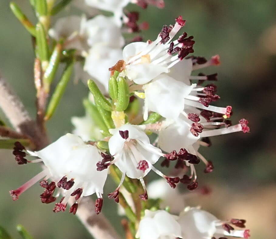 Image of Erica simulans Dulfer