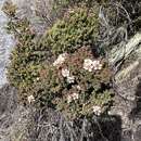 صورة Leptospermum recurvum Hook. fil.