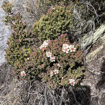 Слика од Leptospermum recurvum Hook. fil.