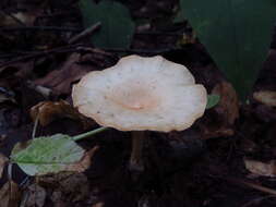 Слика од Clitocybe gibba (Pers.) P. Kumm. 1871