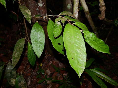 Image of Tapura guianensis Aubl.