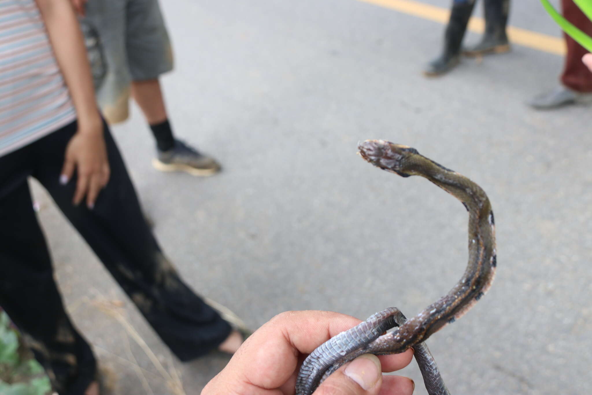 Image of Black Copper Rat Snake