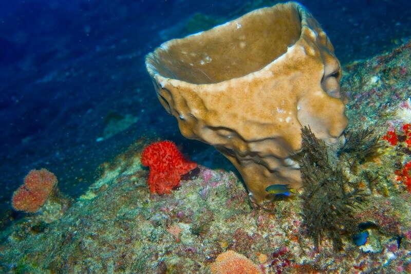 Слика од Pycnochromis nigrurus (Smith 1960)