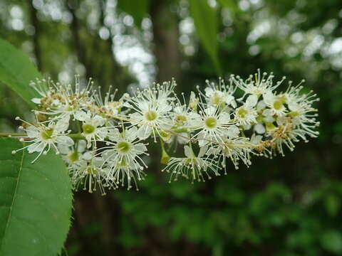 Image of Prunus grayana Maxim.