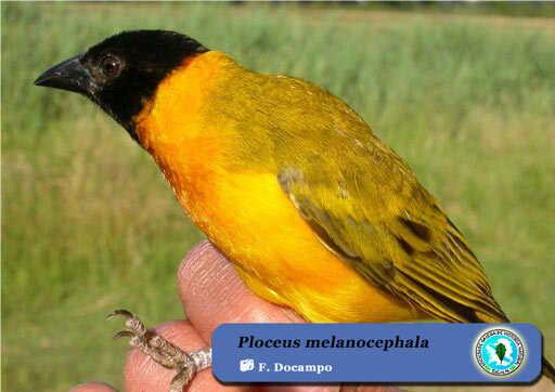 Image of Black-headed Weaver