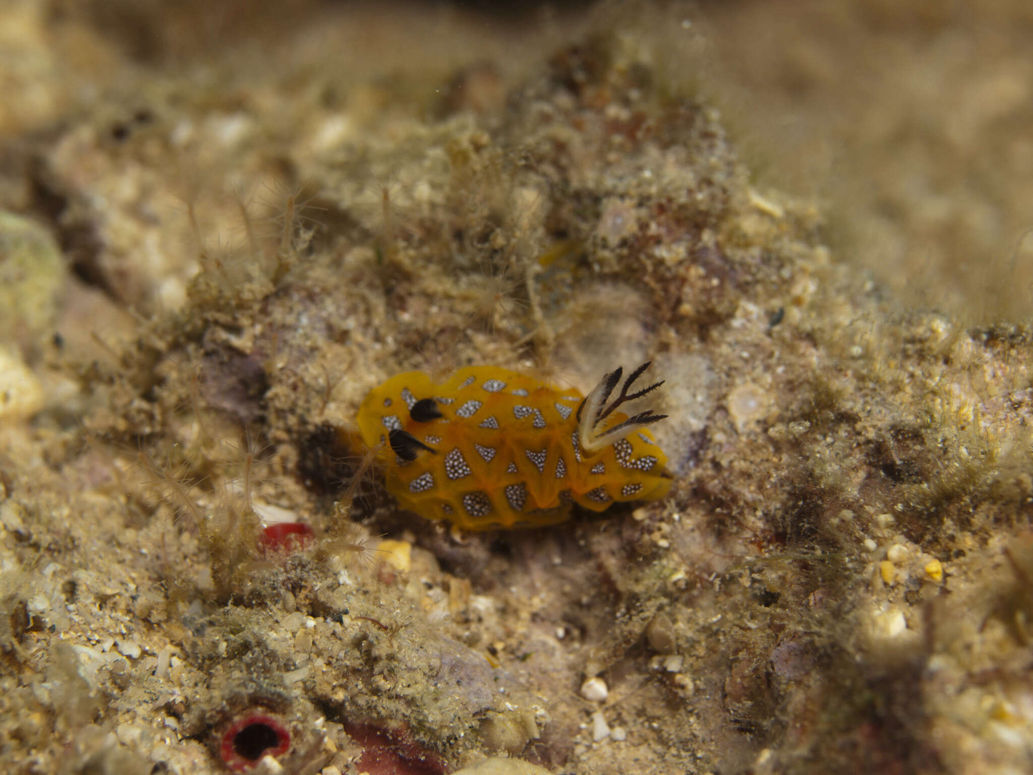 Image of Halgerda indotessellata Tibiriçá, Pola & Cervera 2018