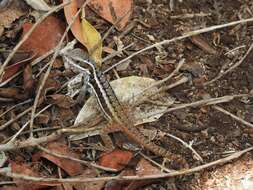 صورة Leiocephalus cubensis (Gray 1840)