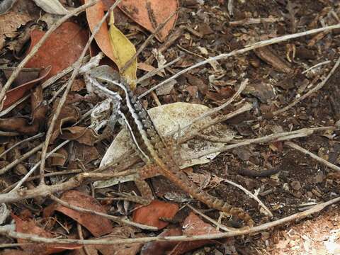 صورة Leiocephalus cubensis (Gray 1840)