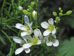 Image de Heliophila monosperma Al-Shehbaz & Mummenhoff