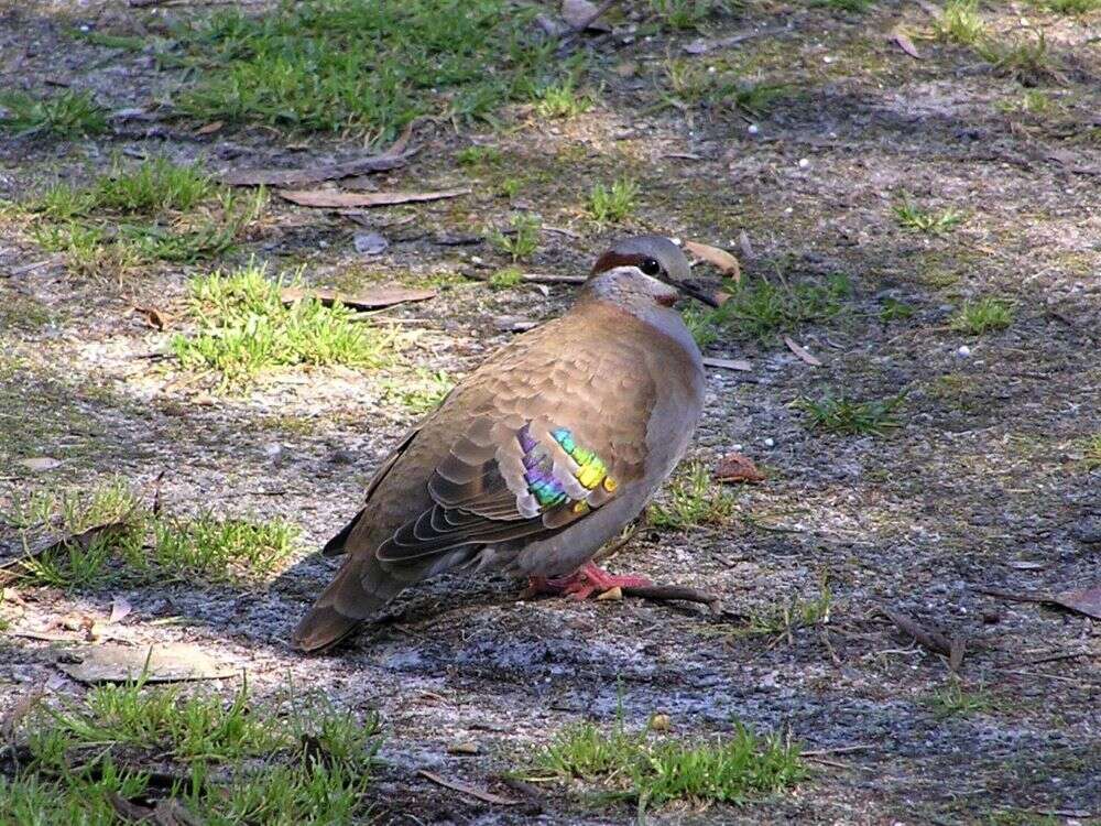 Image of Brush Bronzewing