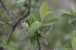 Image of Salix glauca var. acutifolia (Hook.) Schneid.