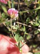 Image de Trifolium bifidum A. Gray