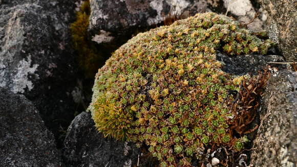 Imagem de Veronica ciliolata subsp. ciliolata