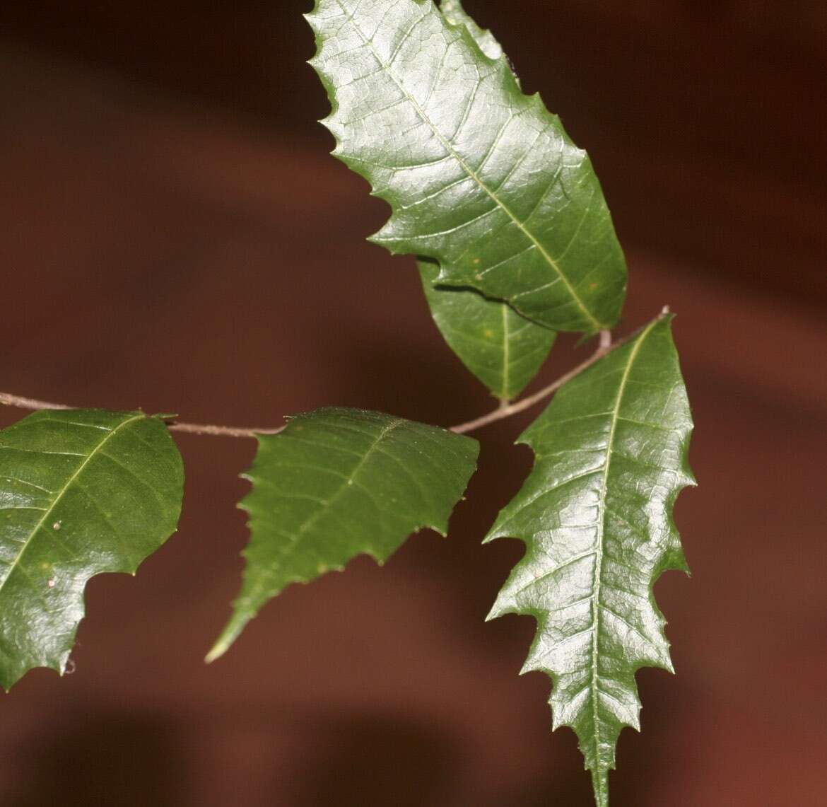 Image of Trophis scandens subsp. scandens