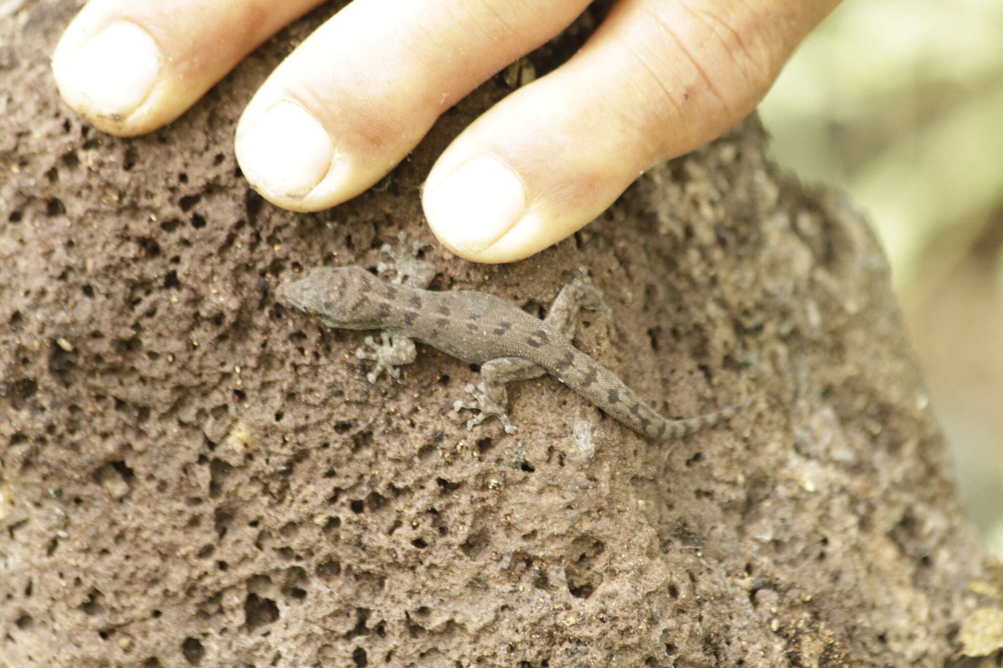 Image of Gilbert's Leaf-toed Gecko