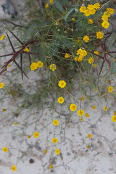 Image of Thymophylla tenuifolia (Cass.) Rydb.