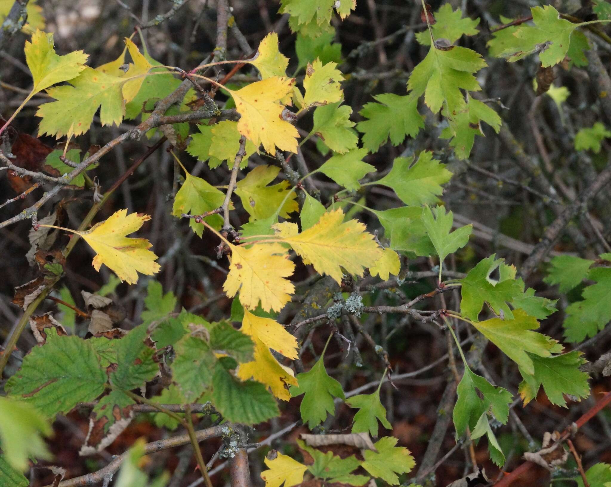 Image of Crataegus sphaenophylla Pojark.