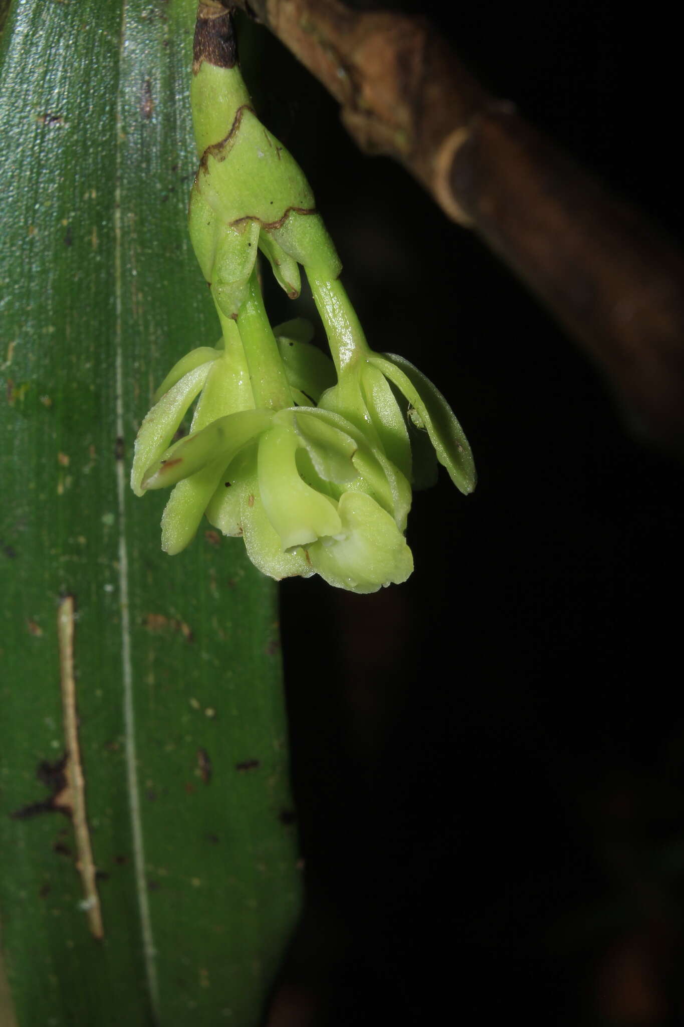 Imagem de Epidendrum aggregatum Lindl.