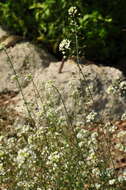 Image of Capsella grandiflora (Fauché & Chaub.) Boiss.