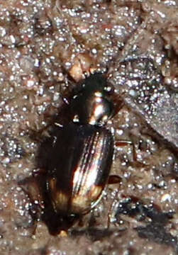 Image of Bembidion (Notaphus) rapidum (Le Conte 1847)