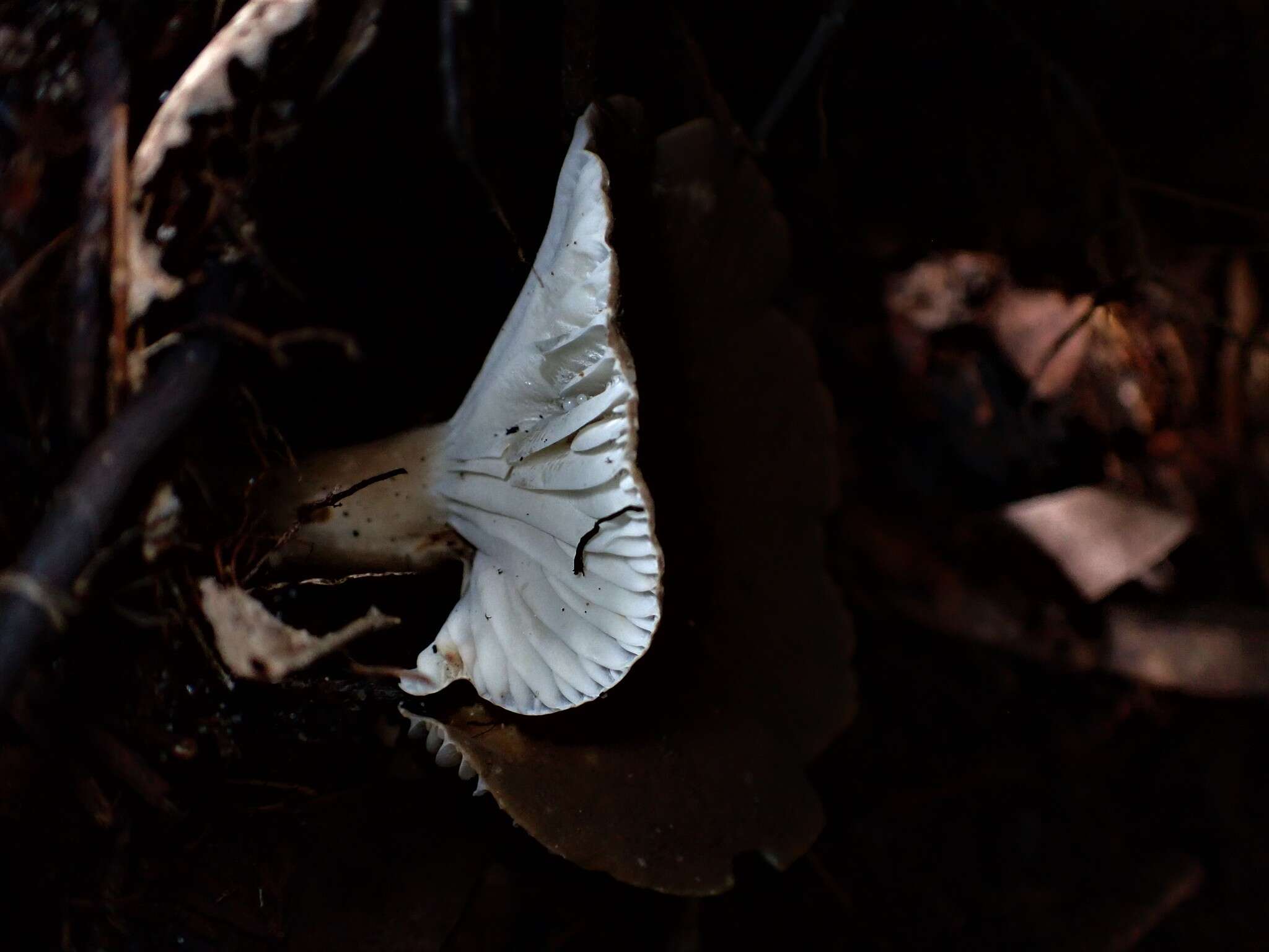 Image de Lactifluus wirrabara (Grgur.) Stubbe 2012