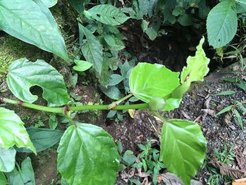 Image of Begonia glabra Aubl.