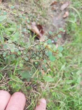 Teucrium parvifolium (Hook. fil.) Kattari & Salmaki的圖片