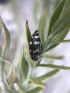 Image de Acmaeodera tuta Horn 1878