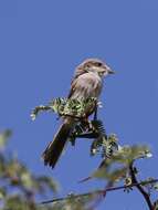 Image of Lanius collaris aridicolus Clancey 1955