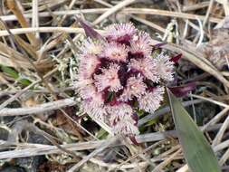 Image of arctic sweet coltsfoot