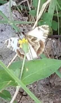 Image of Turk's-Cap White-Skipper