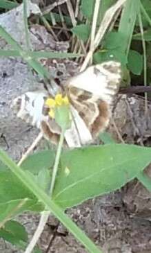 Image of Turk's-Cap White-Skipper