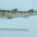 Image of Australian Sawtail Shark