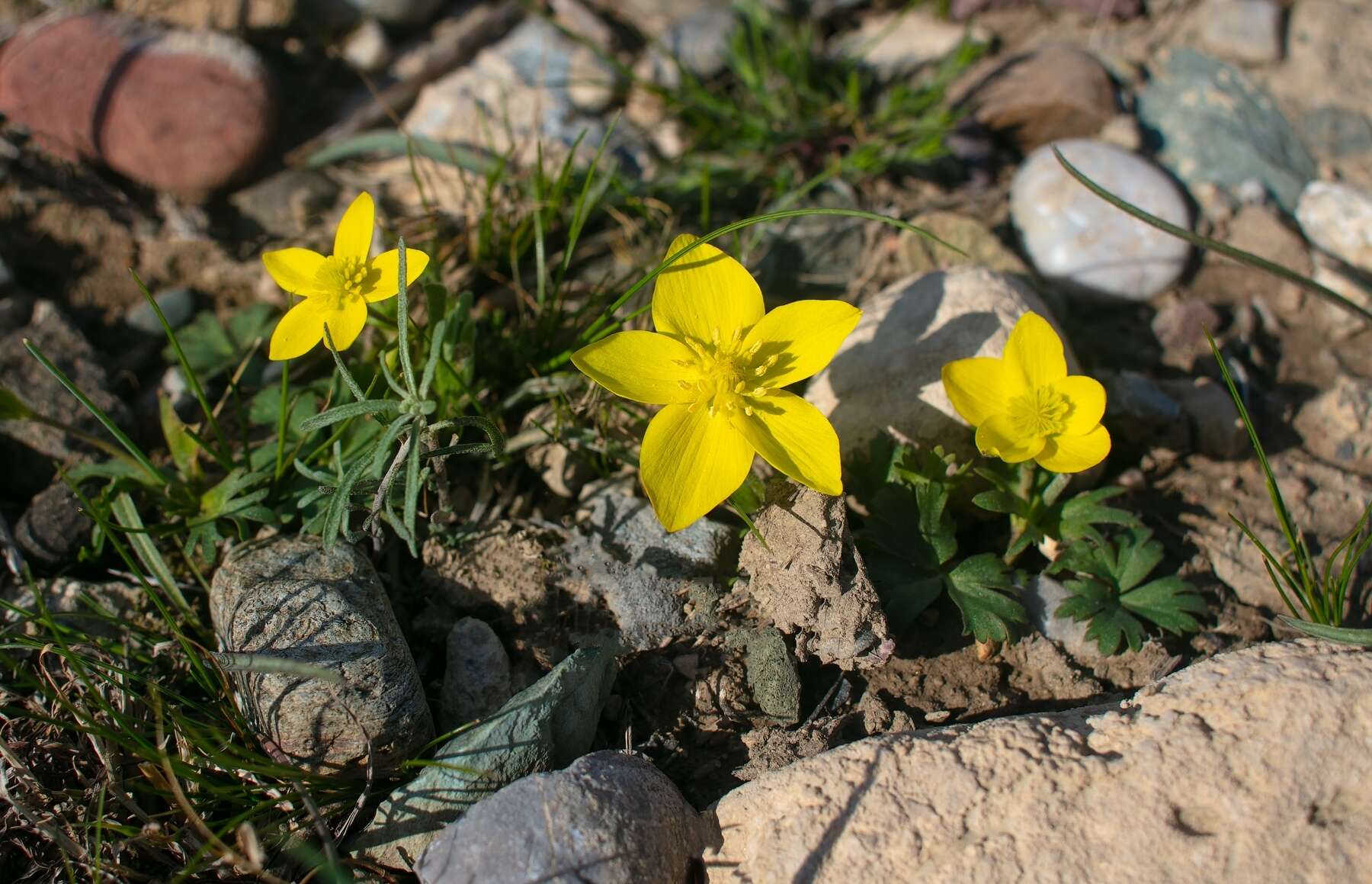 صورة Anemone biflora var. gortschakowii (Kar. & Kir.) Sinno