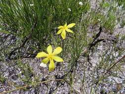 Image of Bobartia filiformis (L. fil.) Ker Gawl.