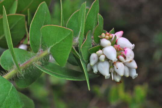 Image of whitehair manzanita