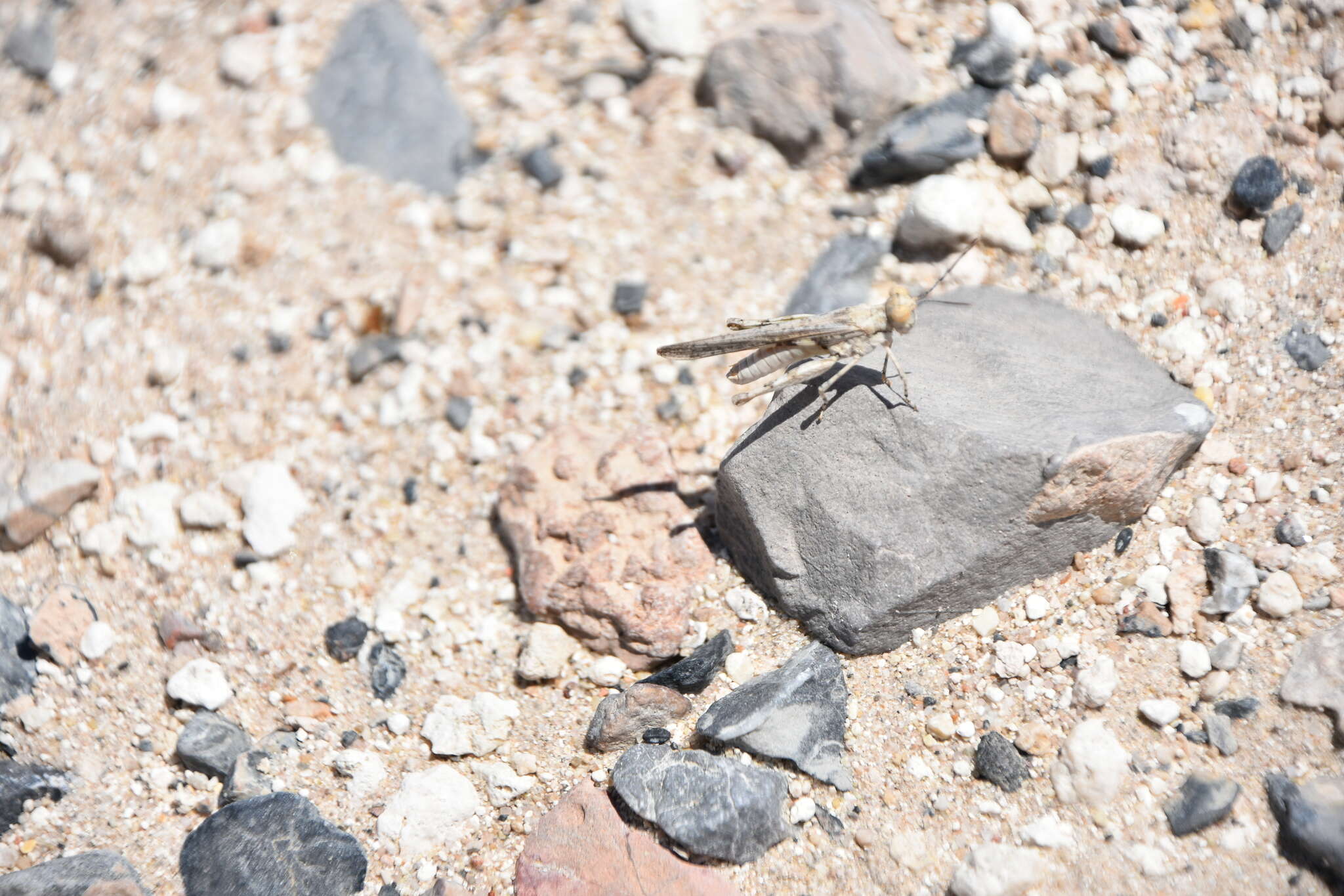 Image of Trepidulus rosaceus (Scudder & S. H. 1900)