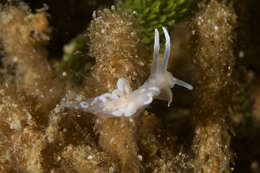 Image of coral nudibranch