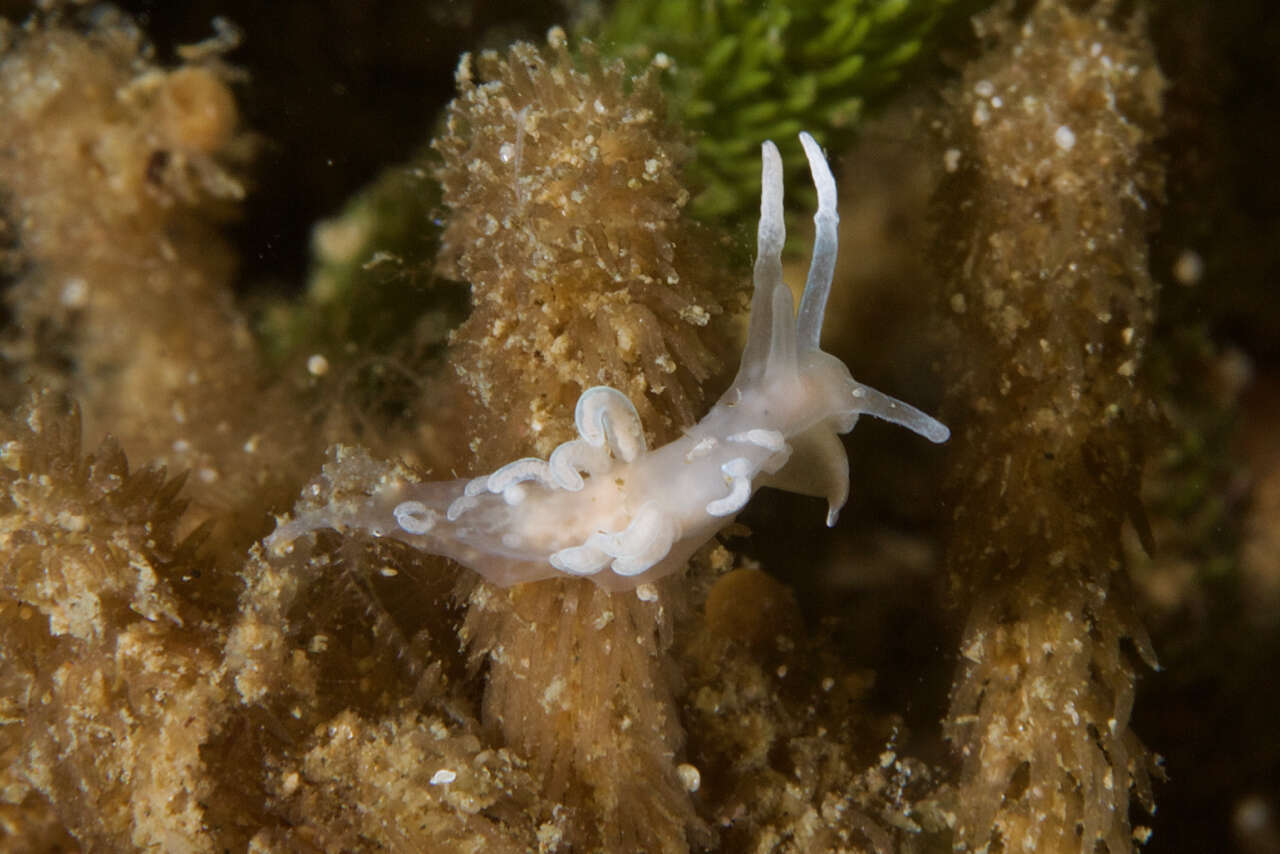 Image of coral nudibranch