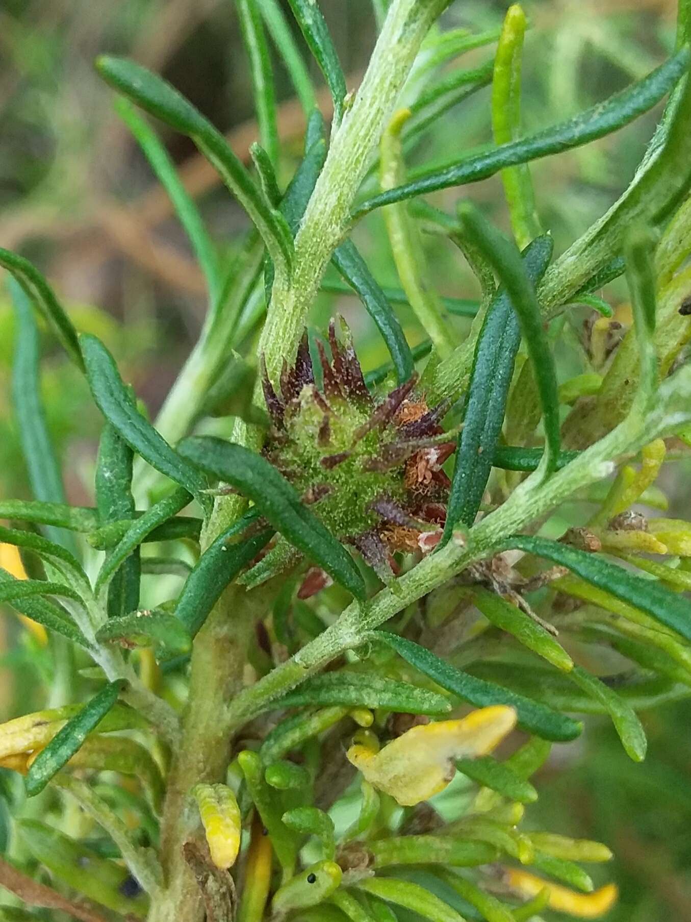 Image of Trigonomyia ananas Kolesik 1996