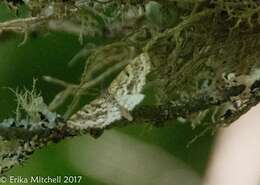 Image of Powder Moths