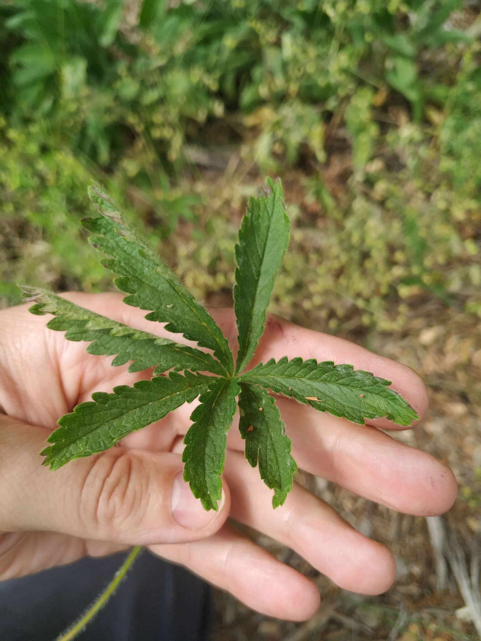 Image of European cinquefoil